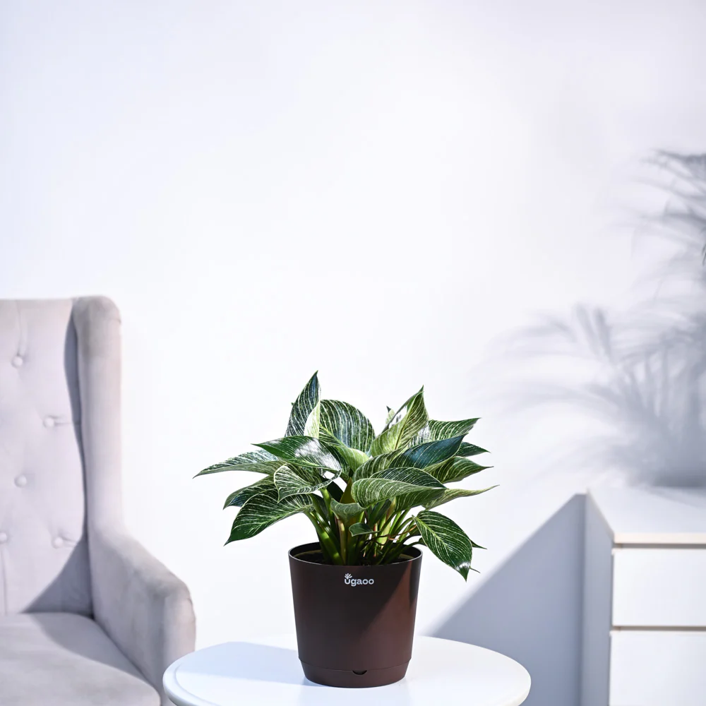 Product image 82