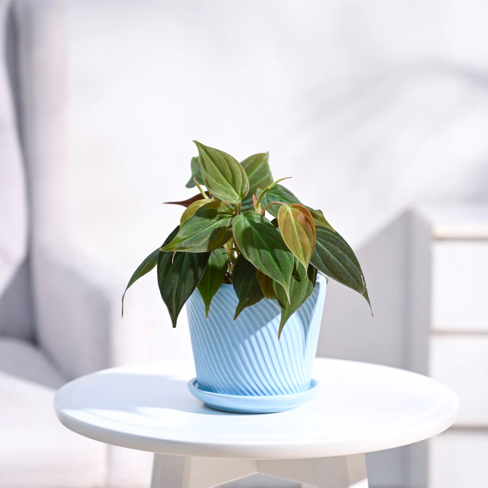 Product image 73
