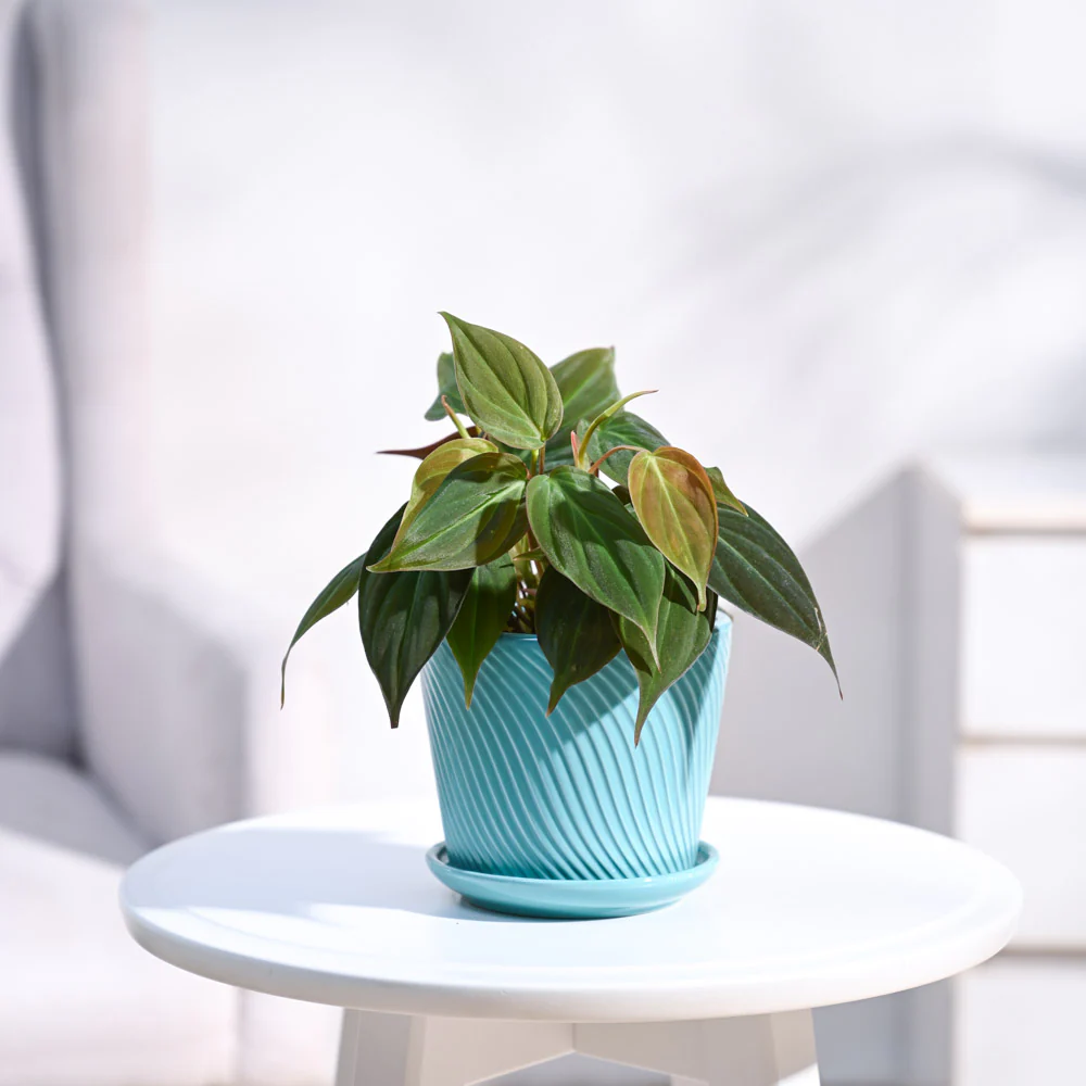Product image 77