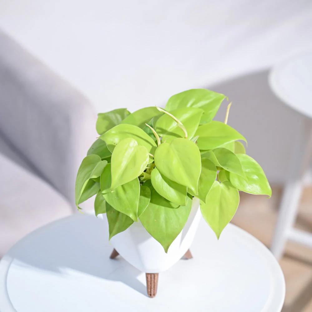 Product image 100