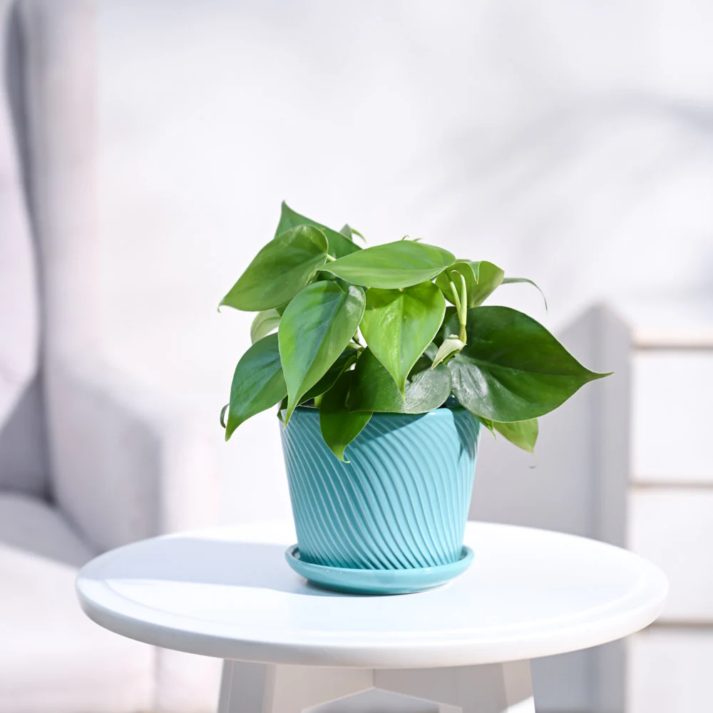 Product image 91