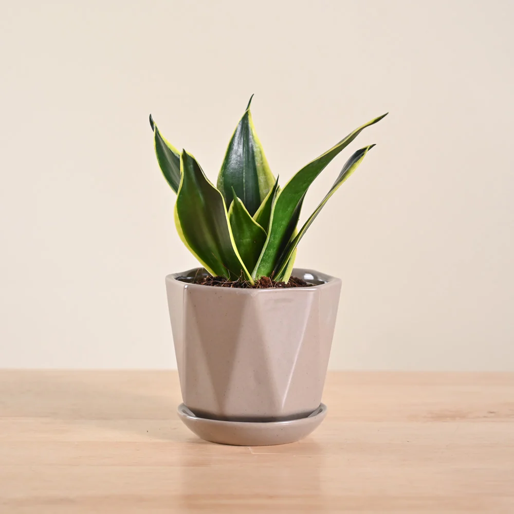 Product image 117