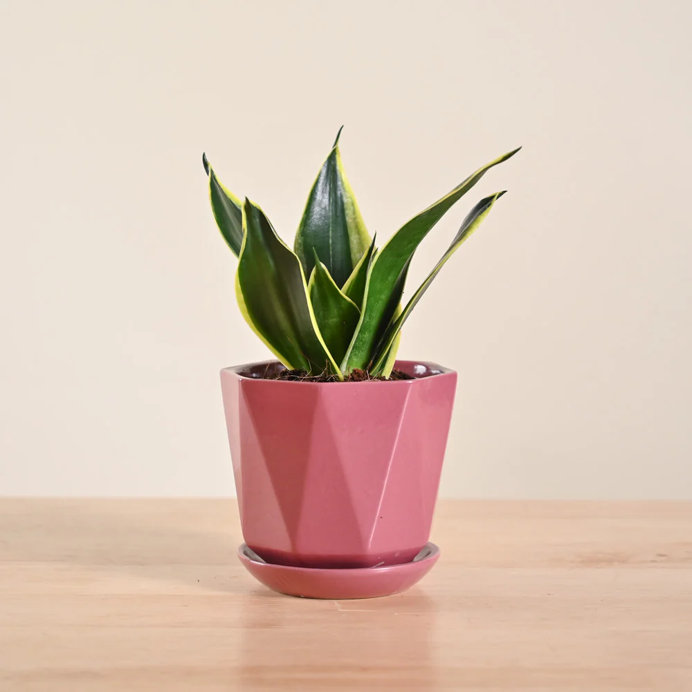 Product image 121