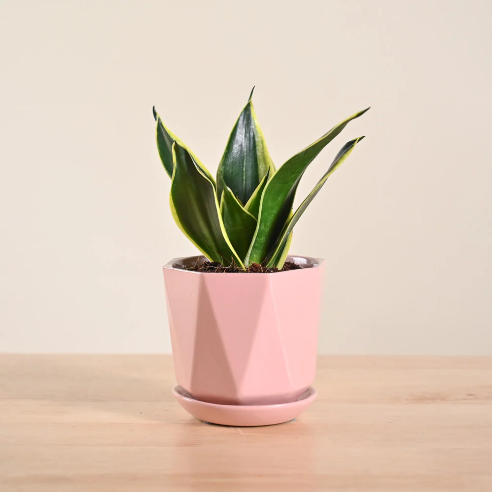 Product image 125