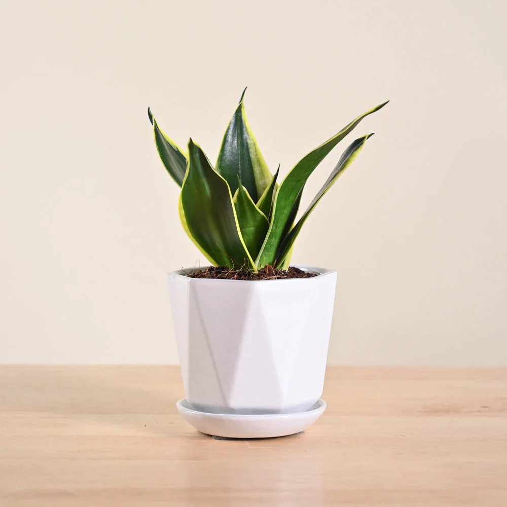 Product image 129