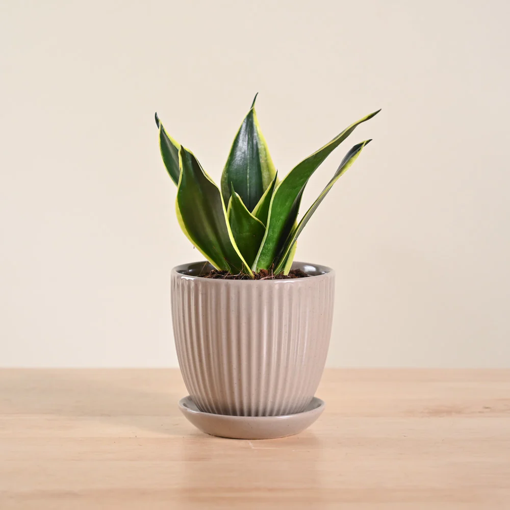 Product image 133