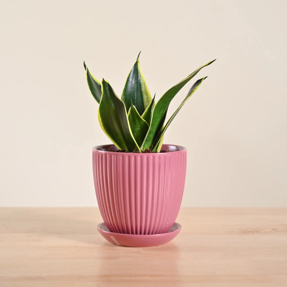 Product image 137