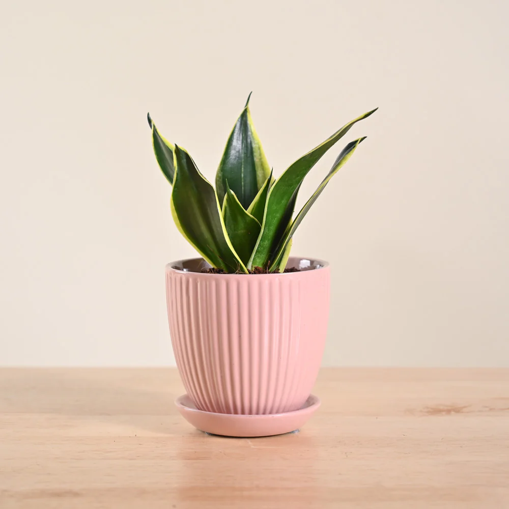 Product image 141