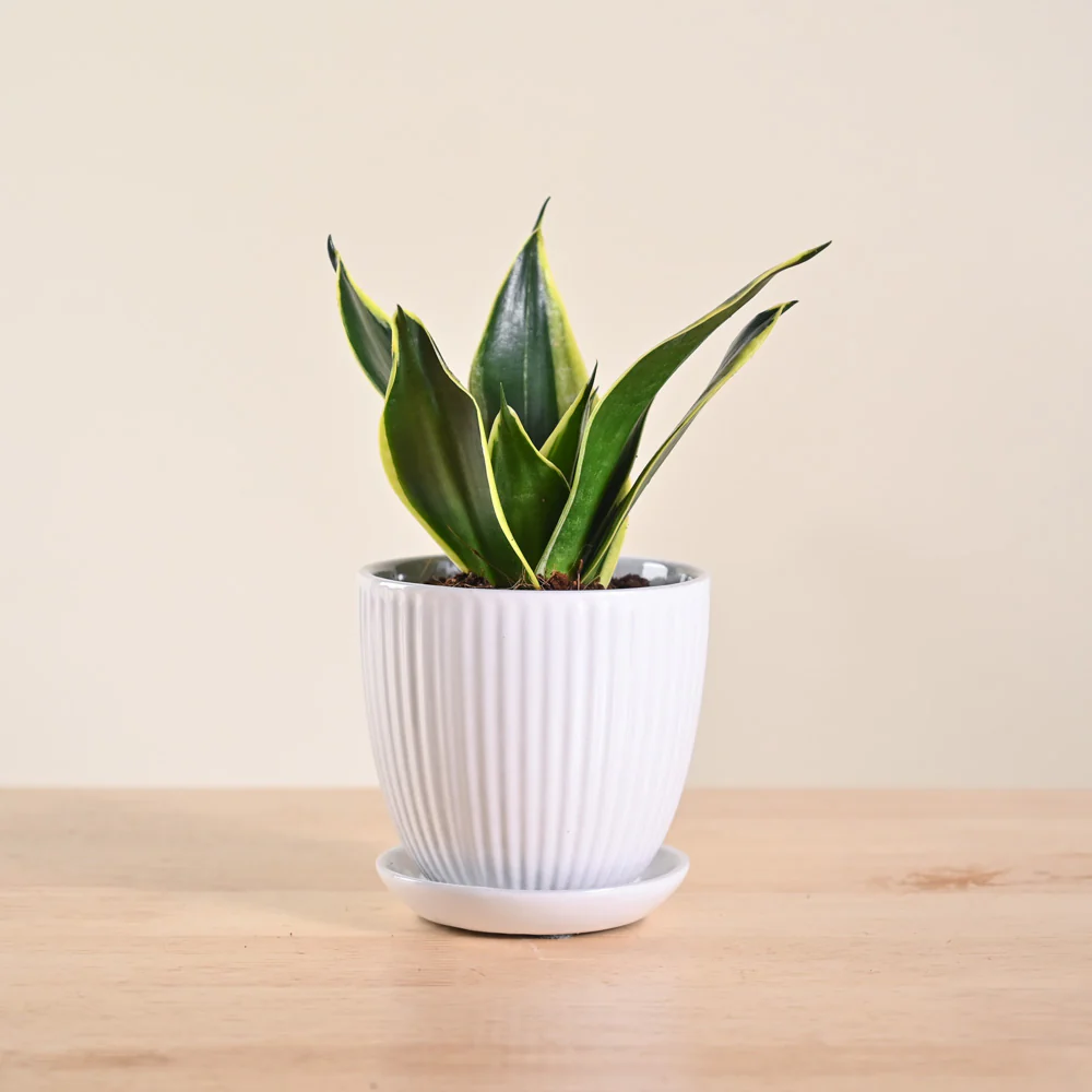 Product image 145