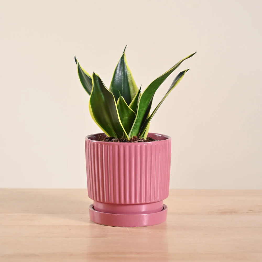 Product image 157