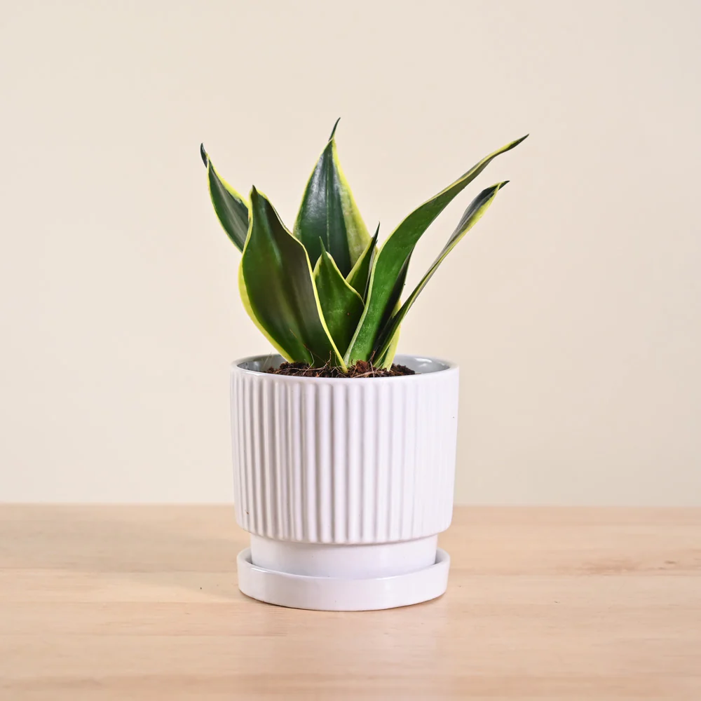 Product image 165