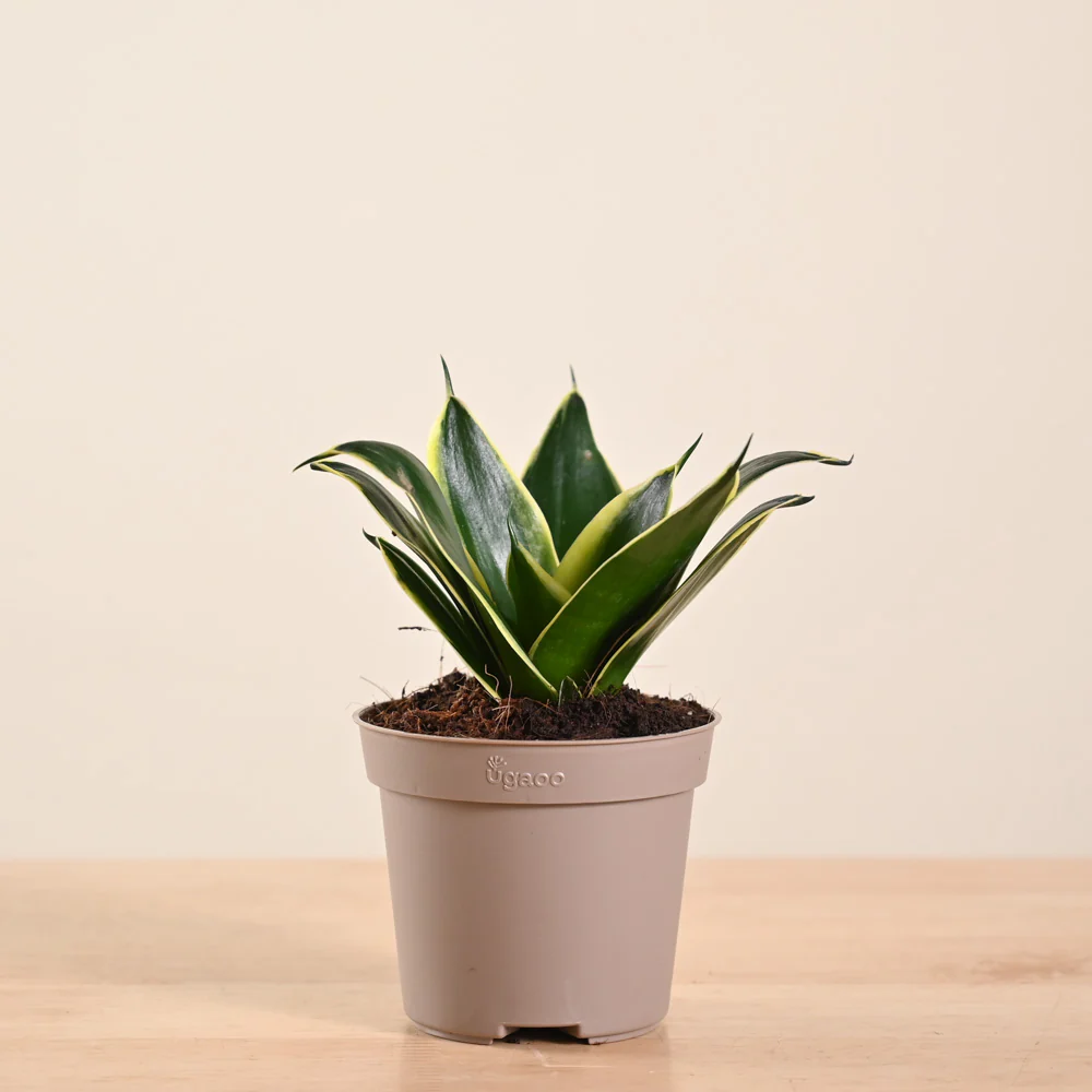 Product image 181