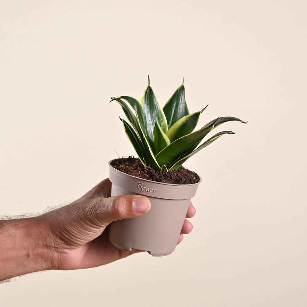 Product image 184