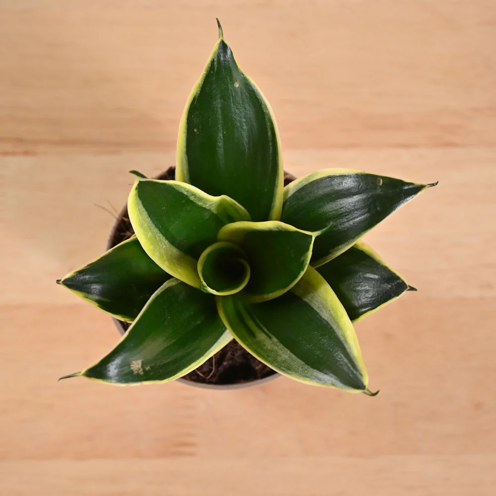 Product image 185