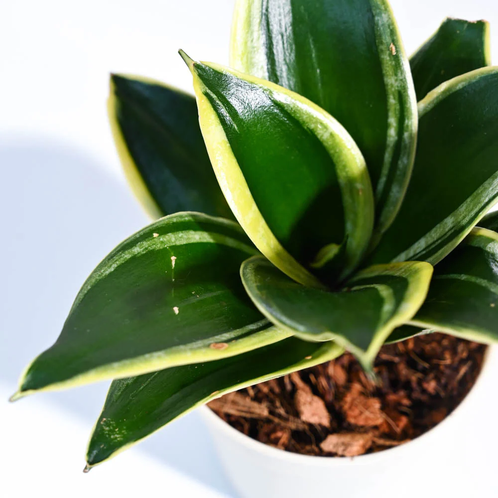 Product image 60