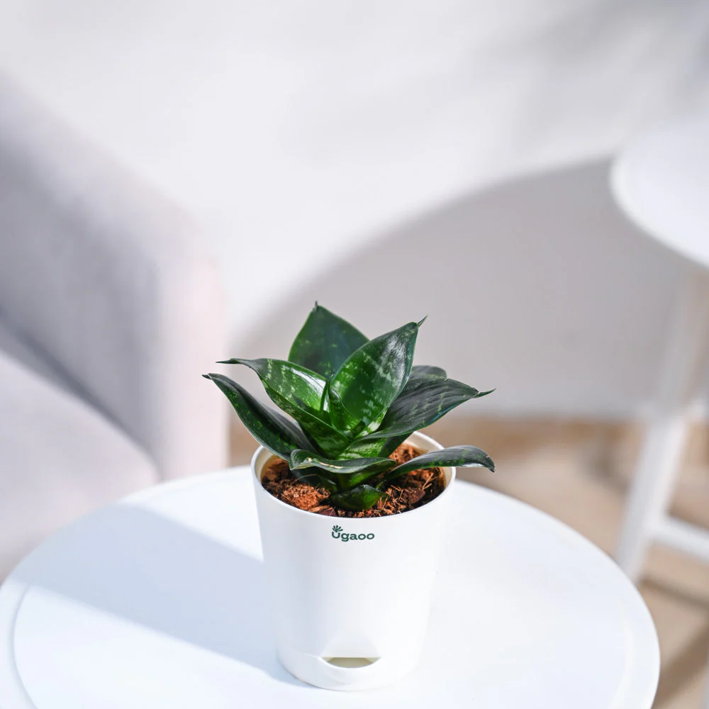 Product image 103