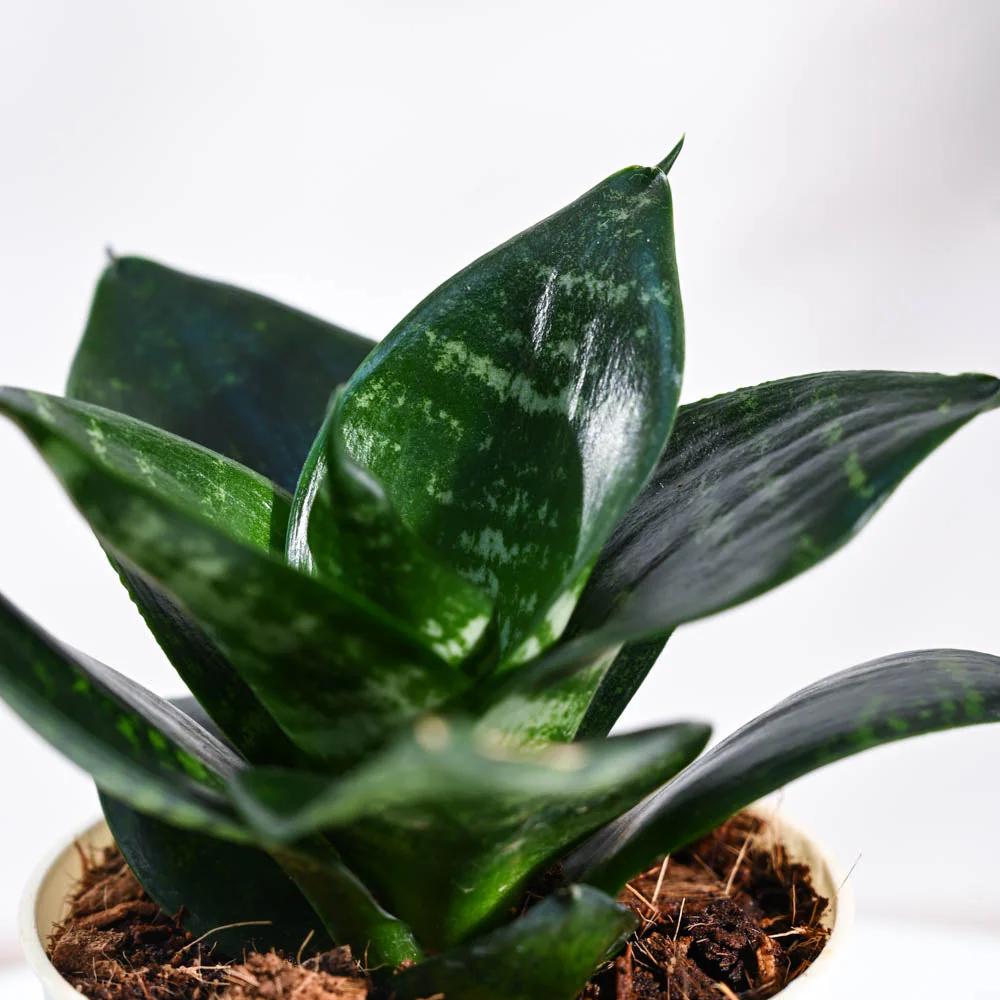 Product image 80