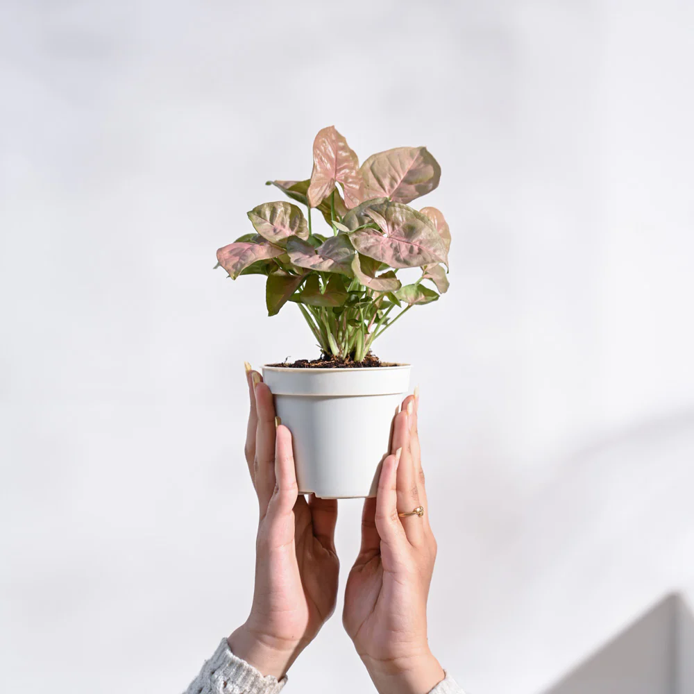 Product image 104