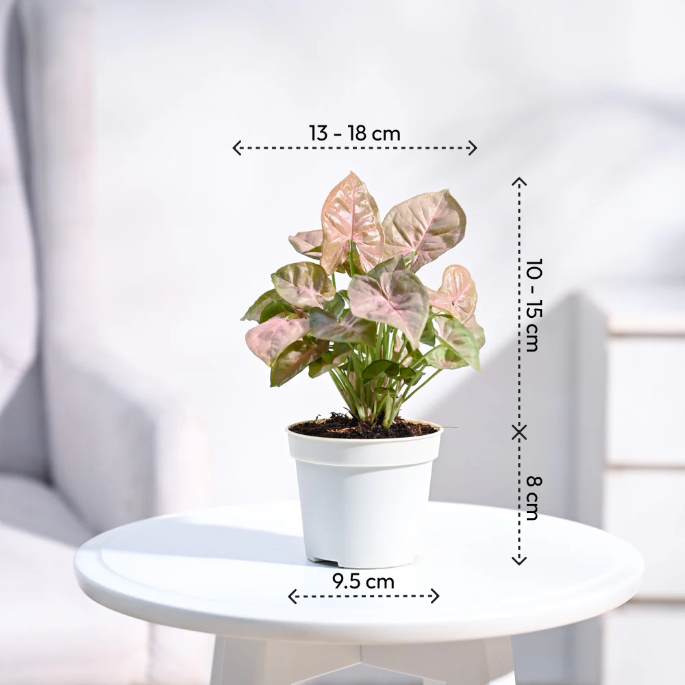 Product image 109