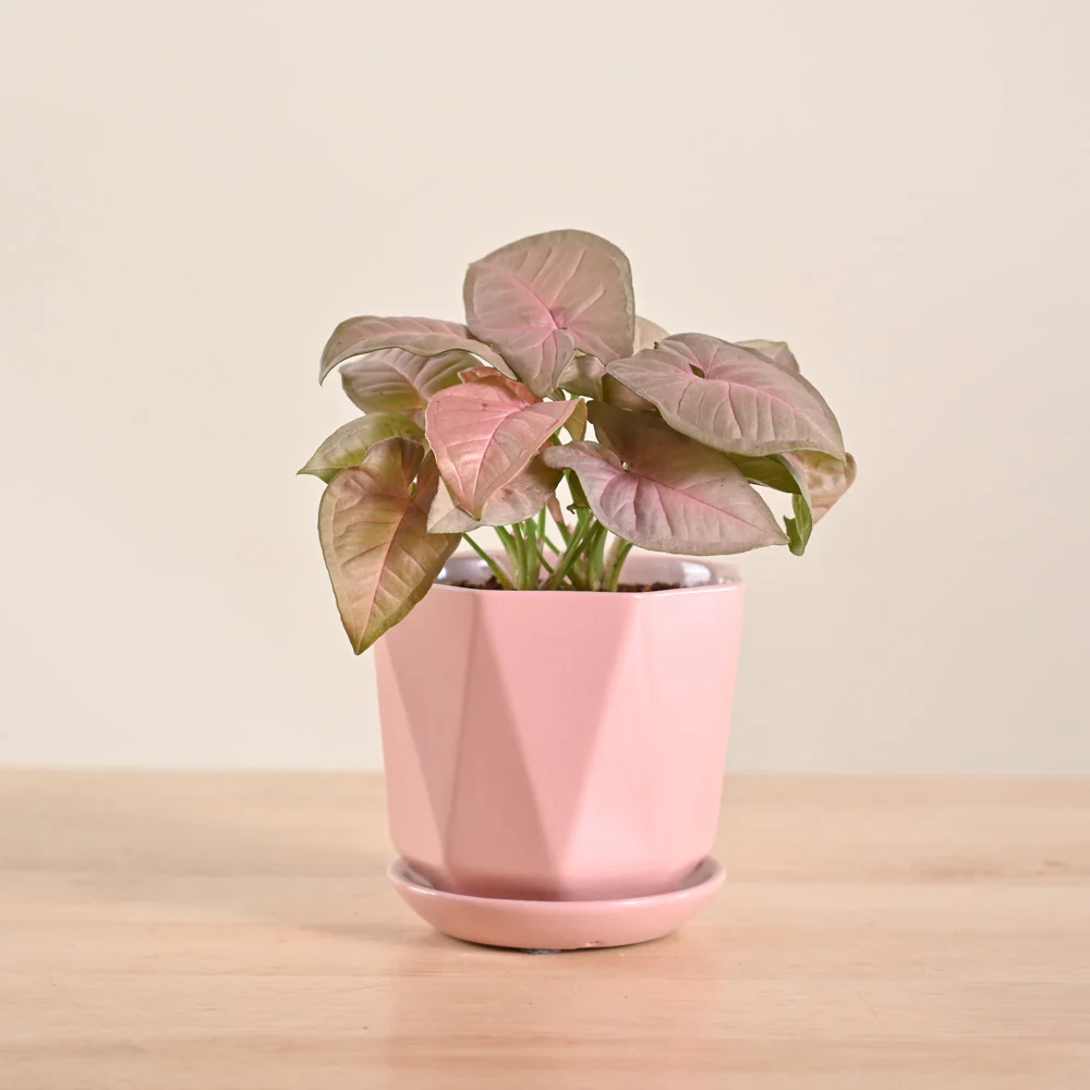 Product image 114