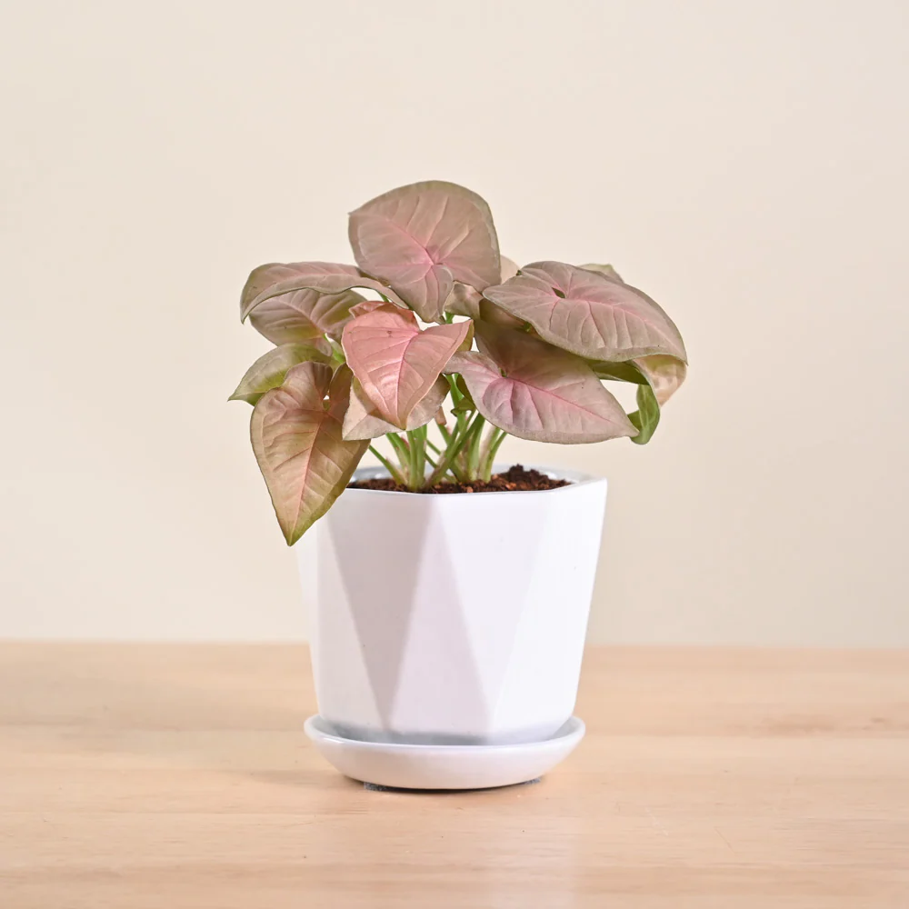 Product image 116