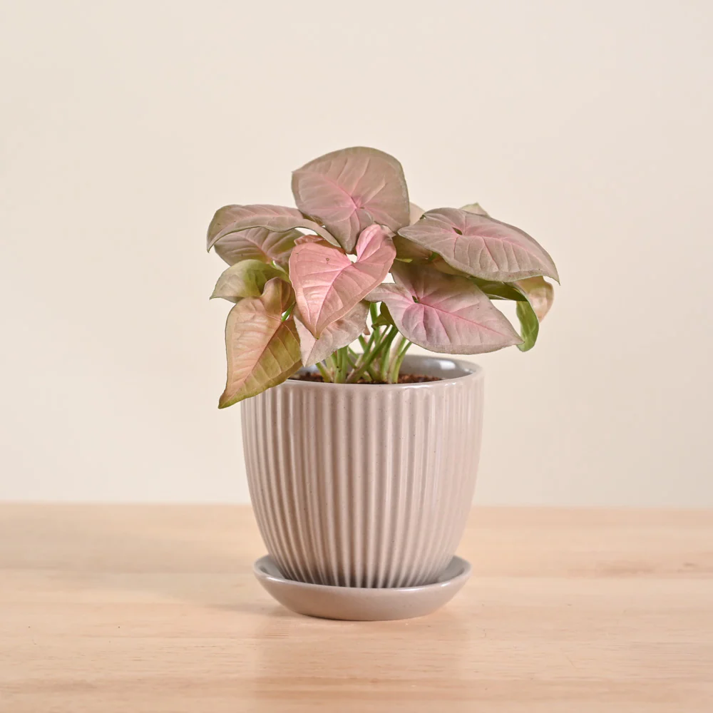 Product image 118