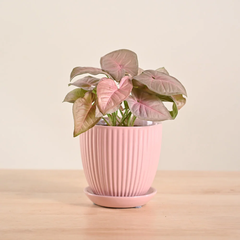 Product image 122
