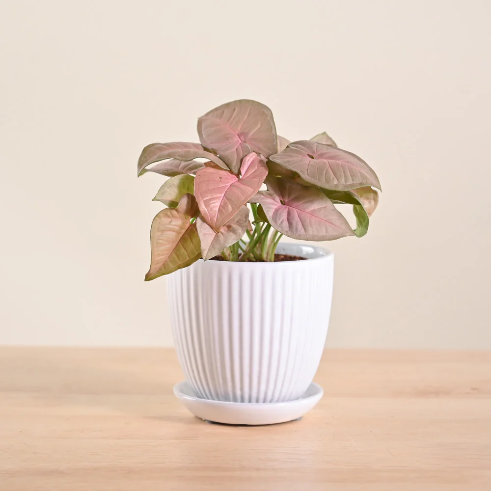Product image 124