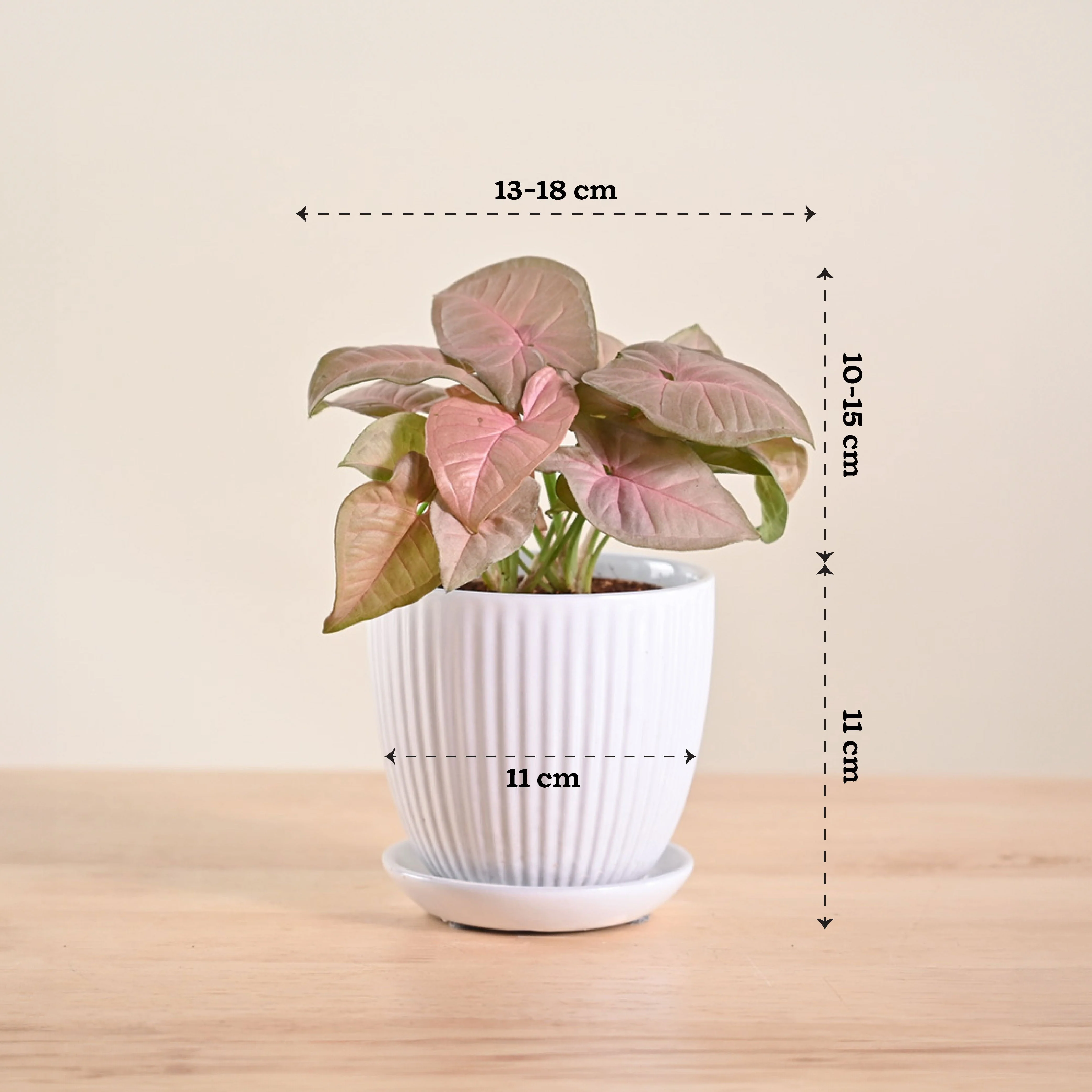 Product image 125