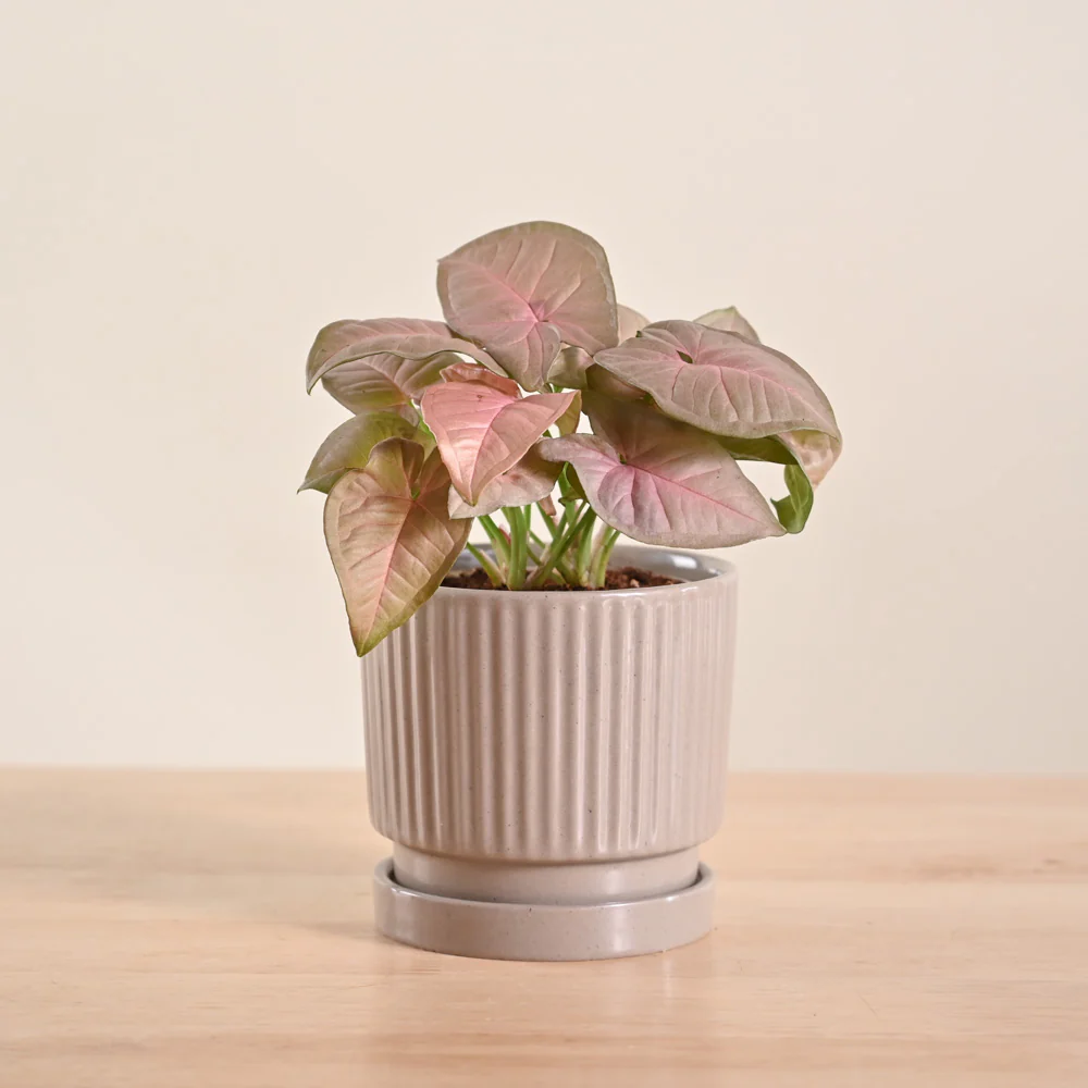 Product image 126