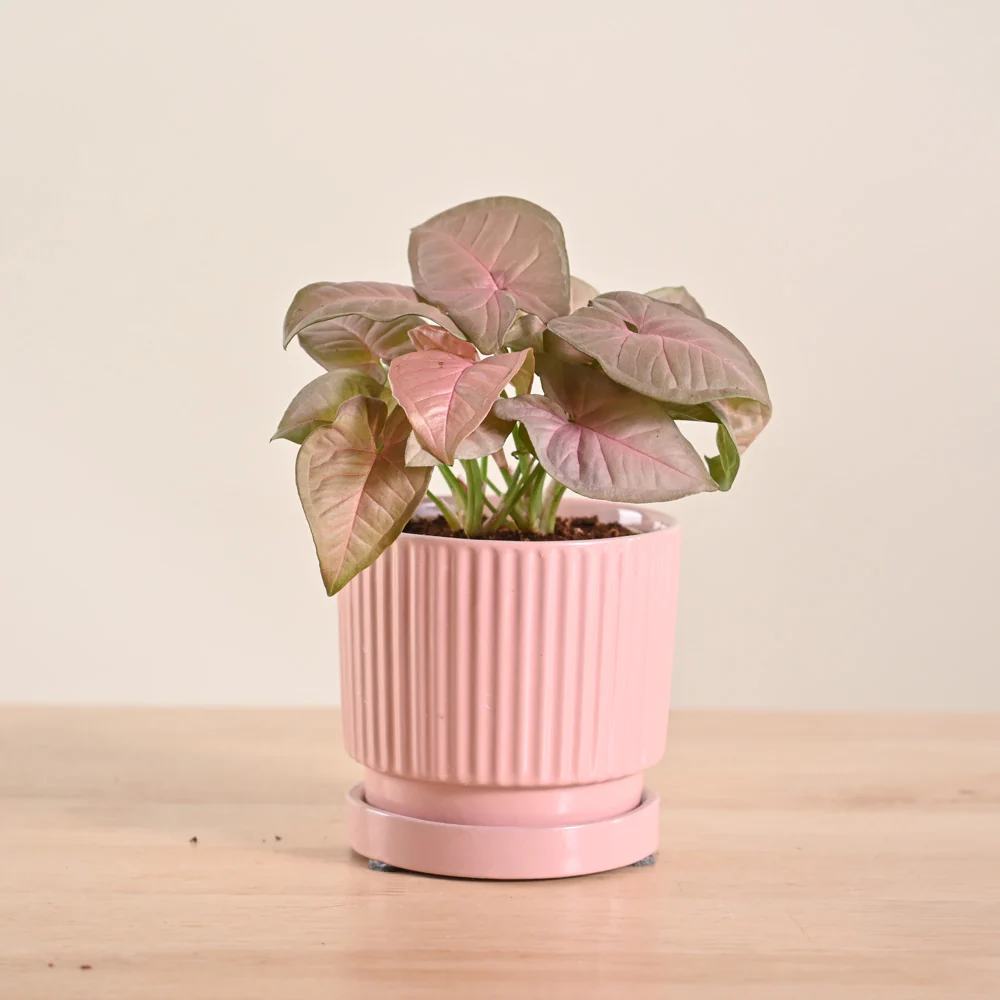 Product image 132