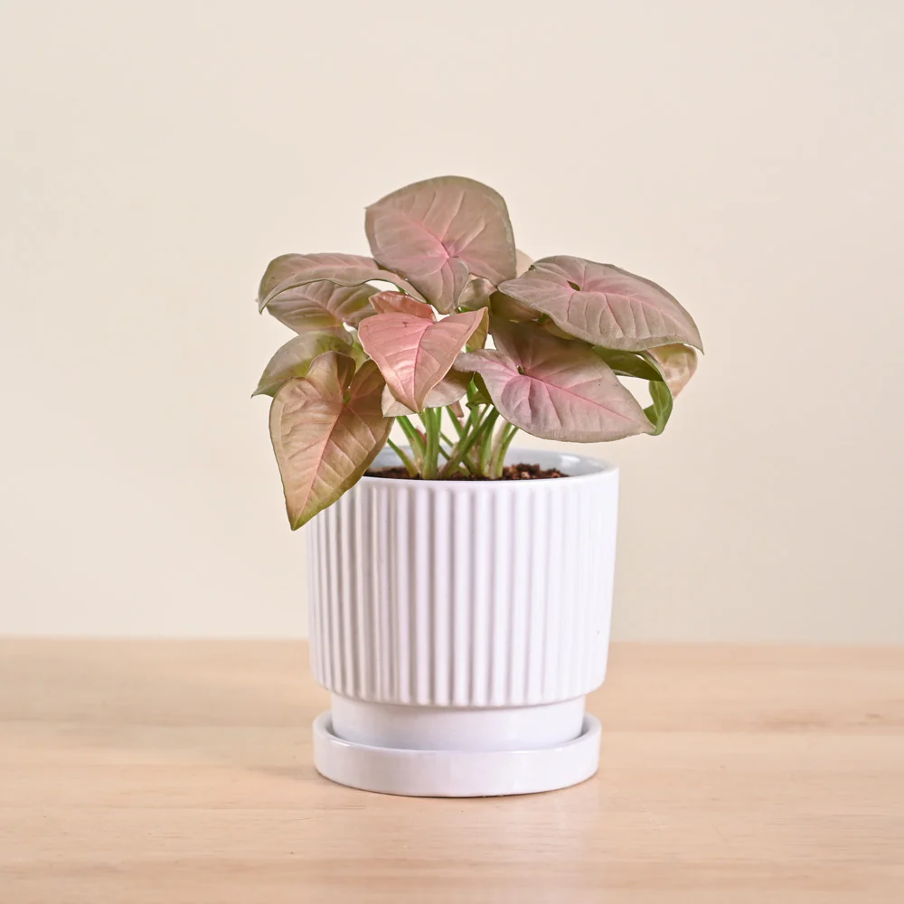 Product image 134