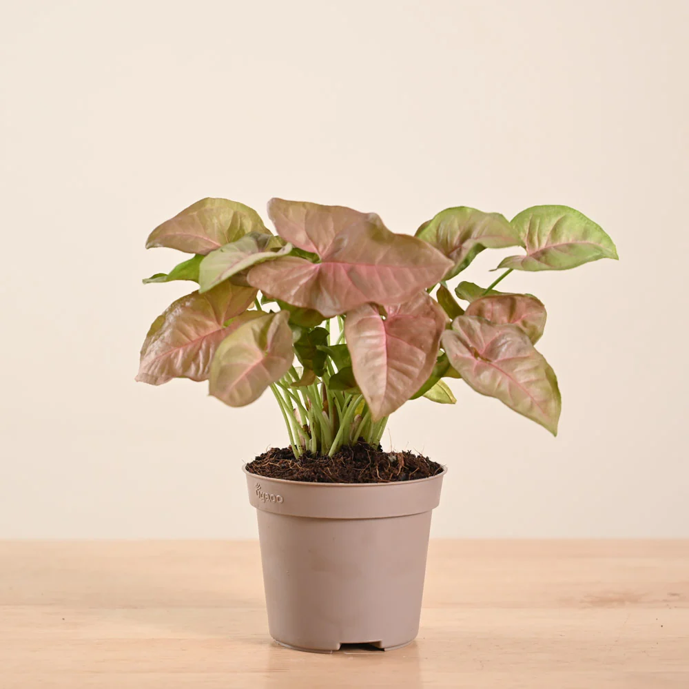 Product image 142