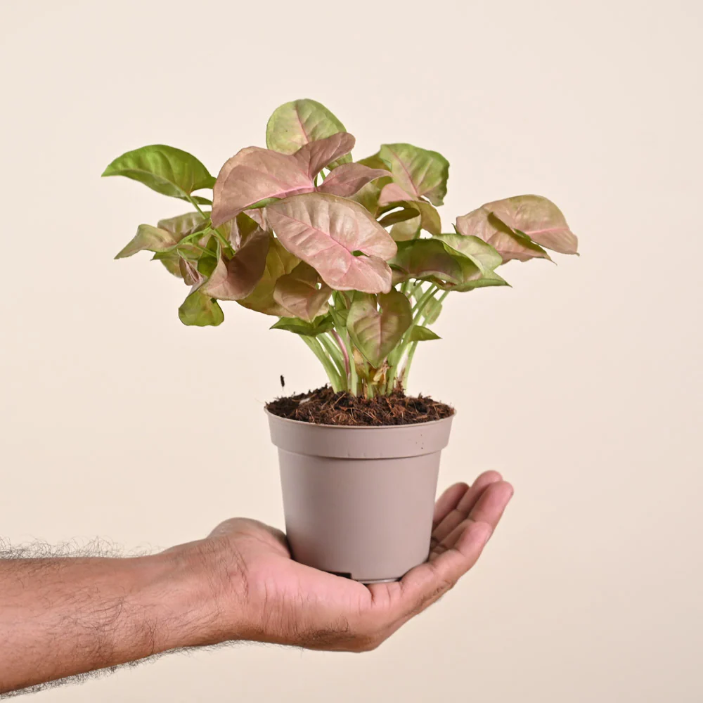 Product image 144