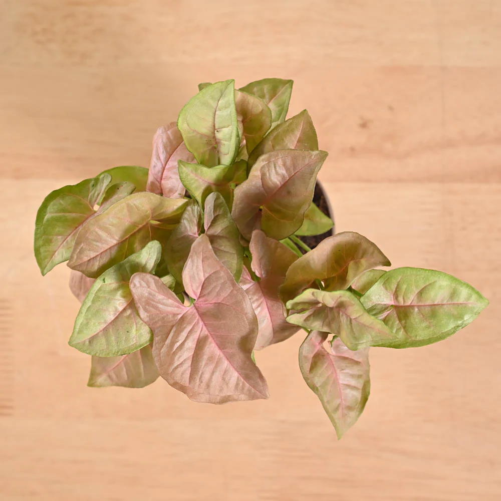 Product image 146