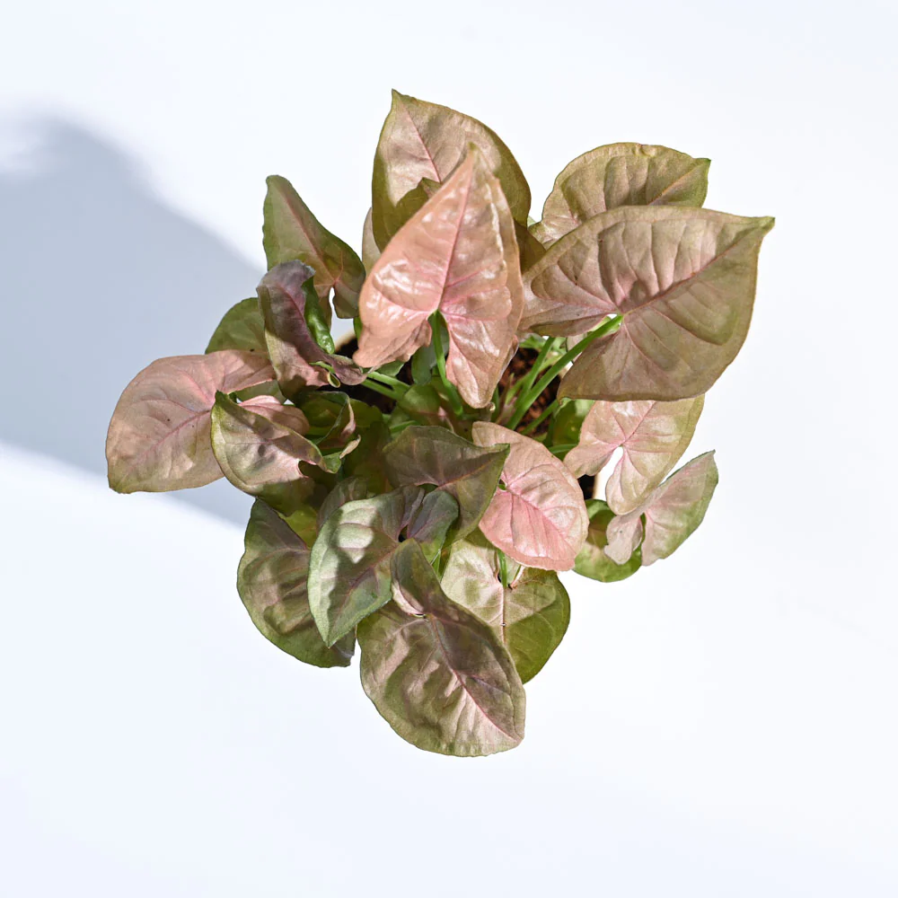 Product image 54