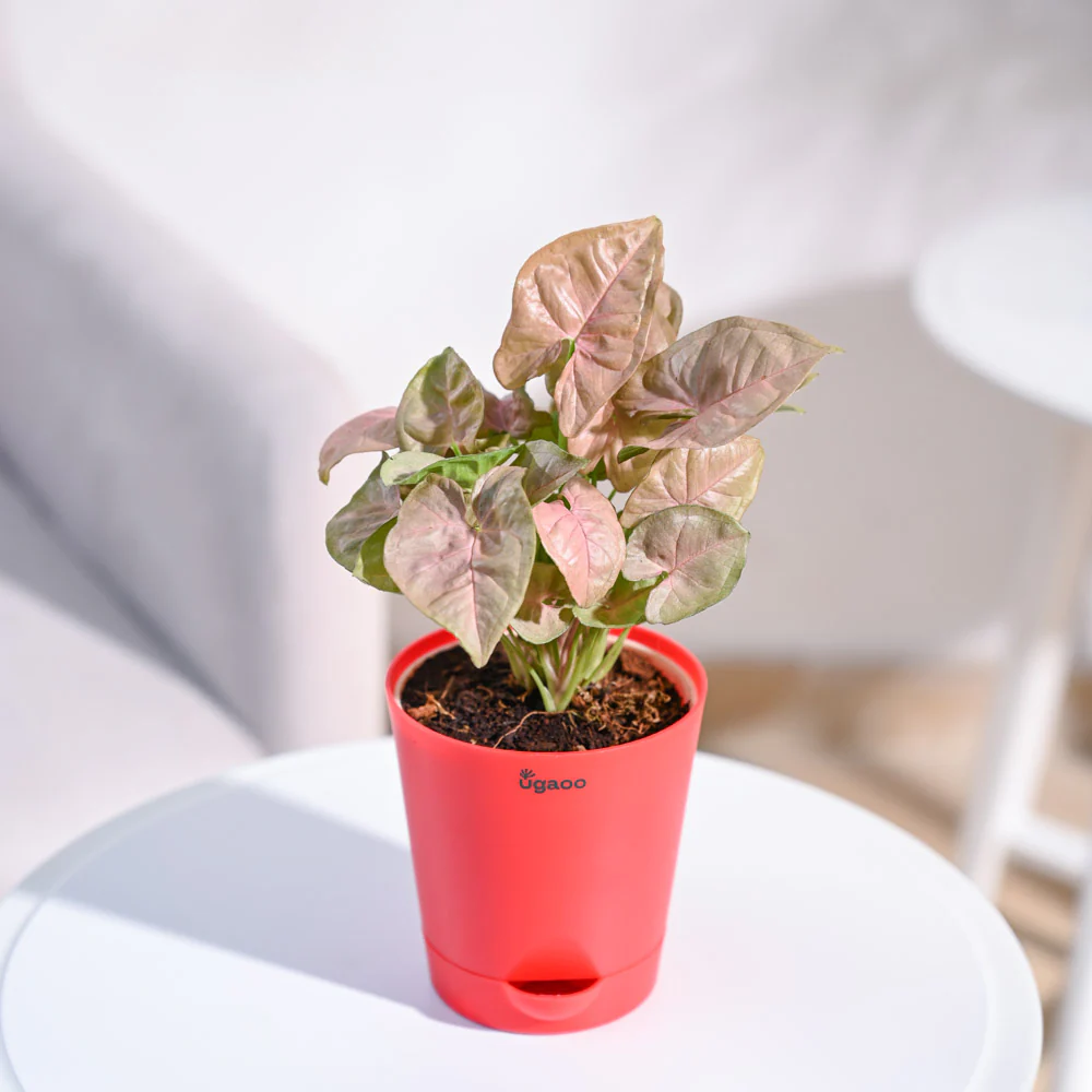 Product image 91