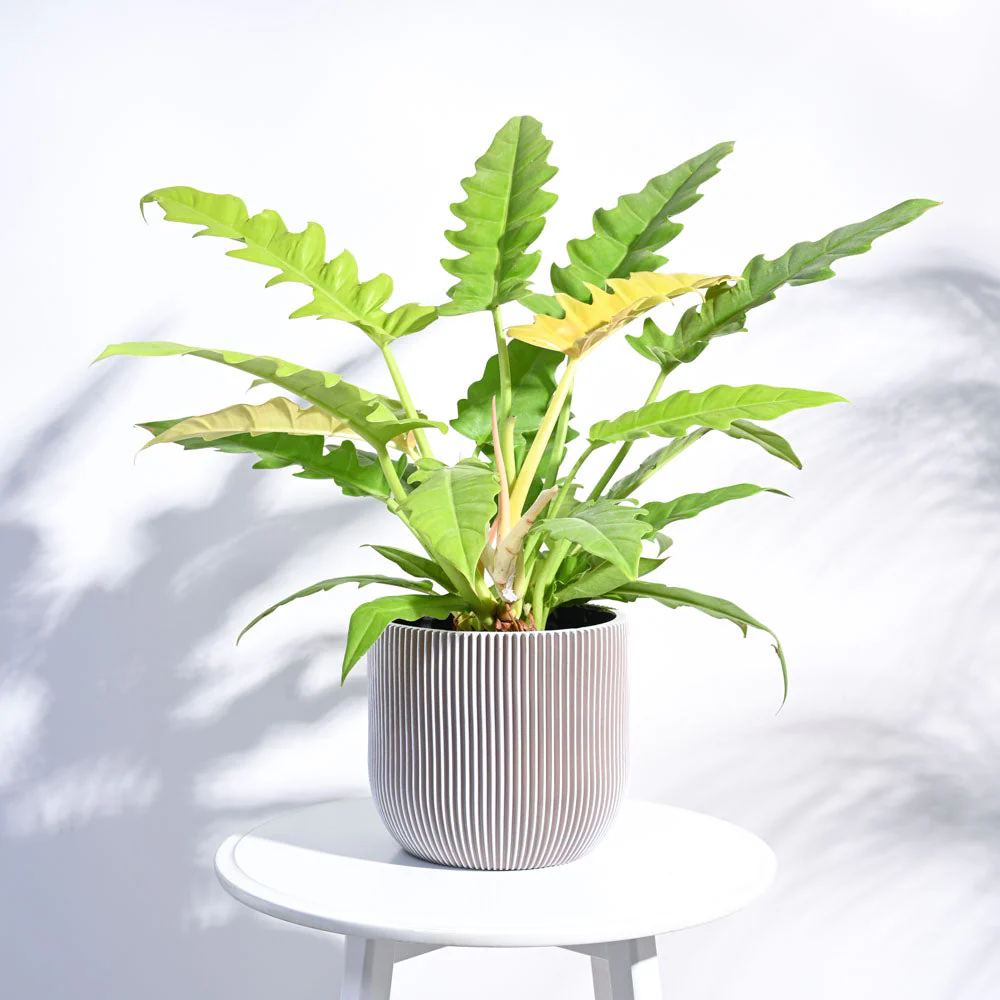 Product image 67